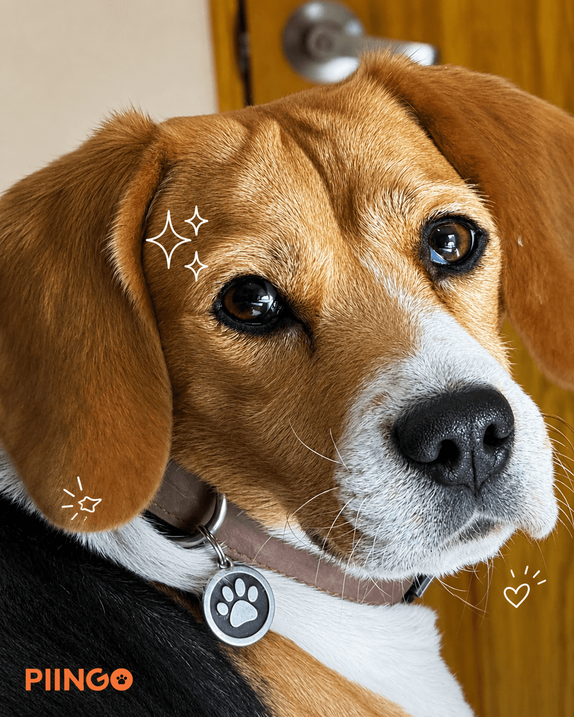 Beagle con la placa Piingo en su collar